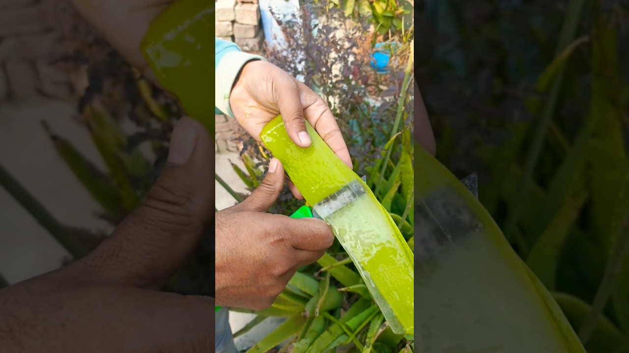 Aloevera gel provides a very good source of nutrients  #aloevera #garden #aloe   #aloeveragel