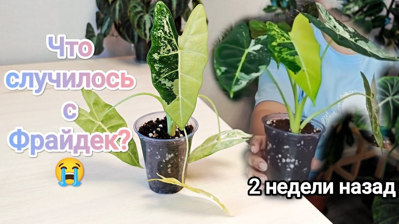 СПАСЕНИЕ АЛОКАЗИИ ФРАЙДЕК😩Нарастила много корней в кокосовом субстрате и за ночь опустила листья🫣