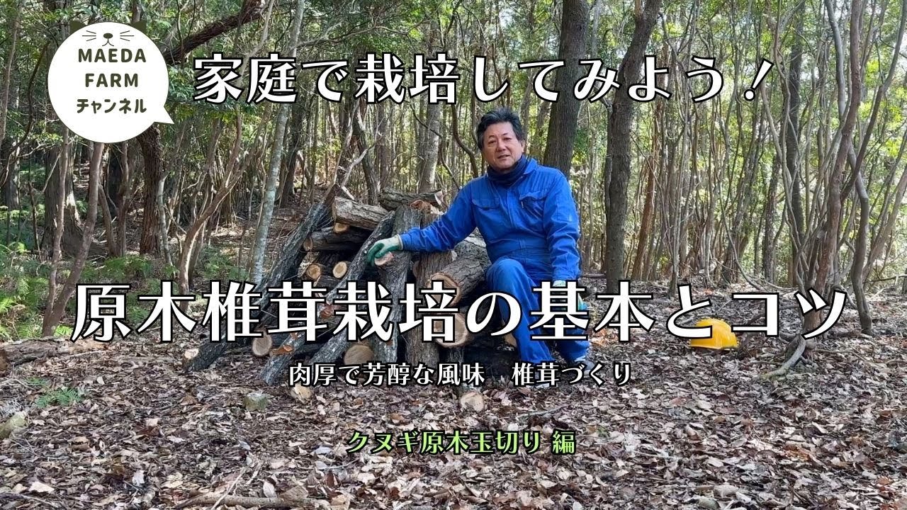 【原木椎茸栽培の基本とコツ part.2】クヌギ原木玉切り編 【MAEDA FARM】#しいたけ