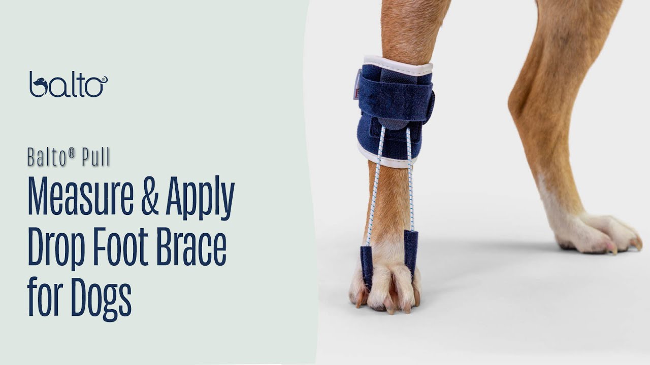 How To Measure and Apply a Dropfoot Brace on Dog