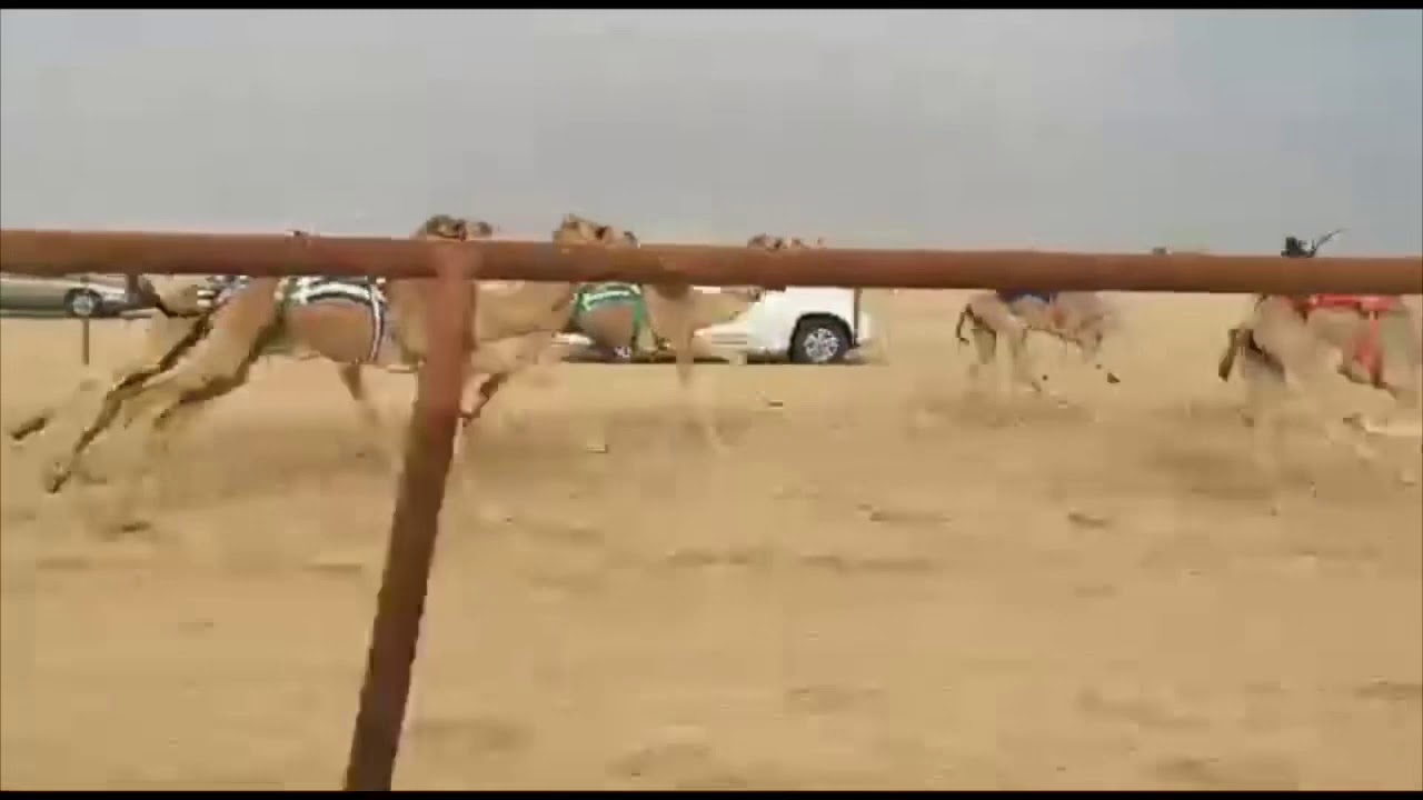 شوط القعدان المبتدئات الوزير : فهد بن شويمي الهاجري