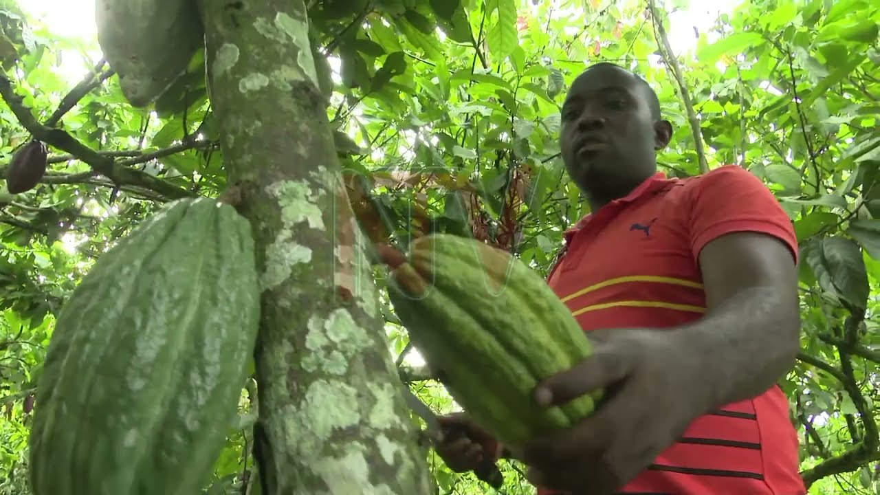 Concern as EU regulations affect Uganda’s cocoa growth plan