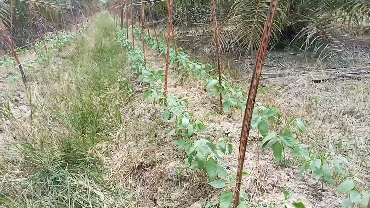 cara memasang tali lanjaran kacang yg benar