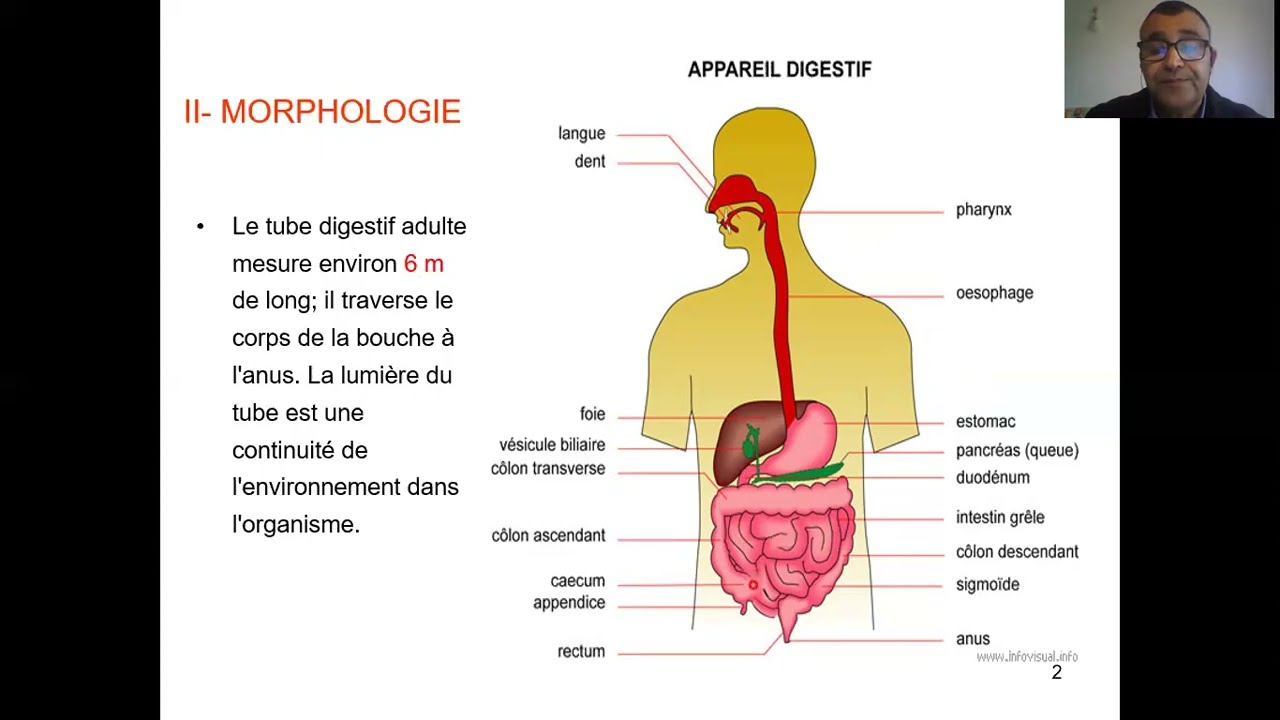 Digestion partie 1