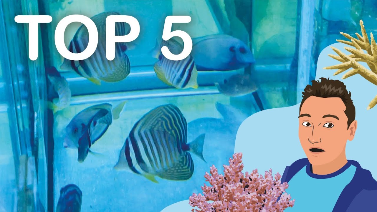 TOP 5 leukste vissen voor een ZEEAQUARIUM/ZOUTWATER AQUARIUM!