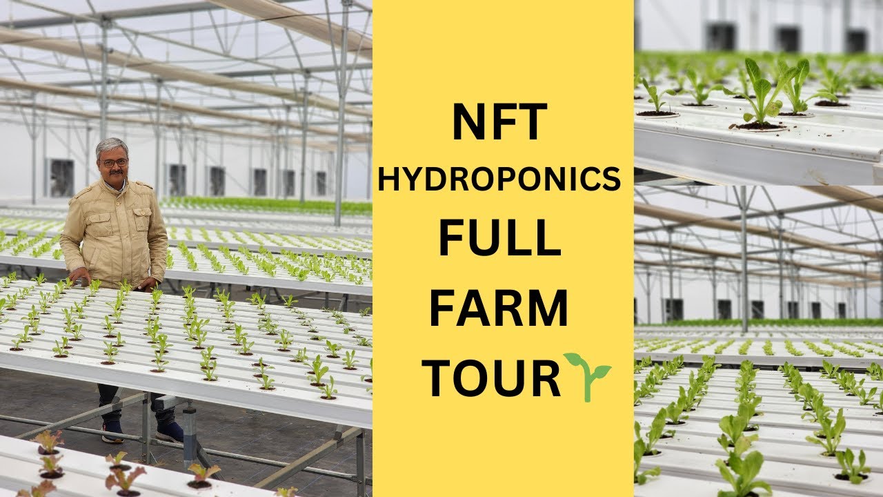 (NFT) Hydroponics Full Farm Tour || Learn Everything About NFT || NFT Detailed Explanation ||