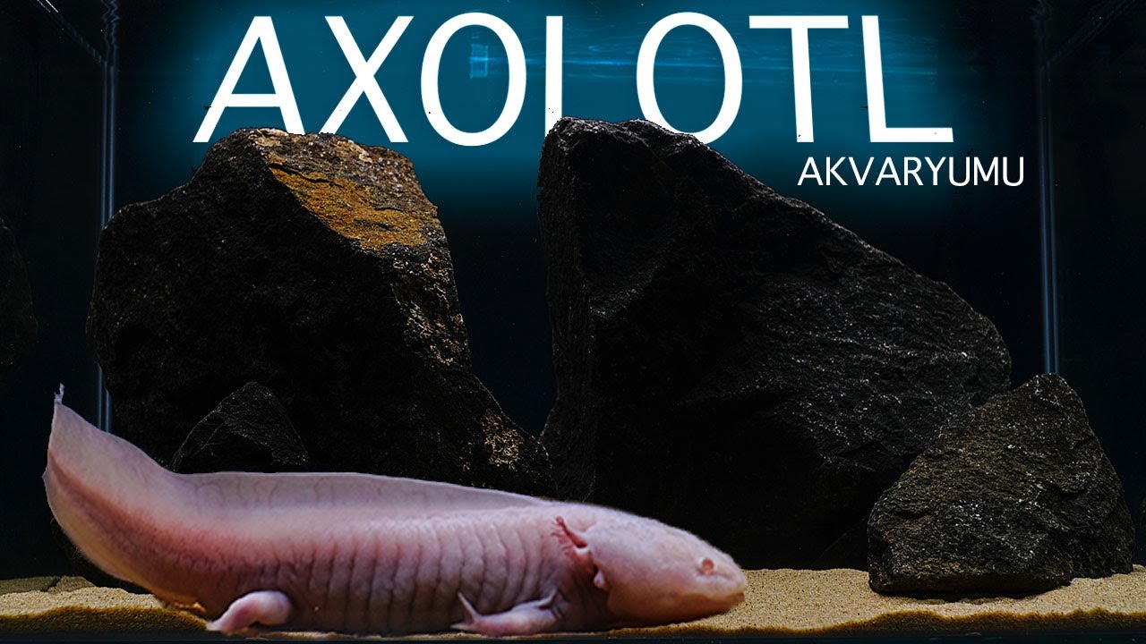 Axolotl Akvaryumu Kurulumu - Ambystoma mexicanum Semender Akvaryumu