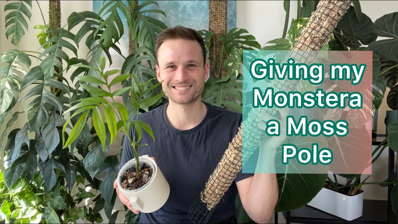 Украшаем мою Monstera subpinnata моховым столбом #monstera #mosspole #urbanjungle #tutorial