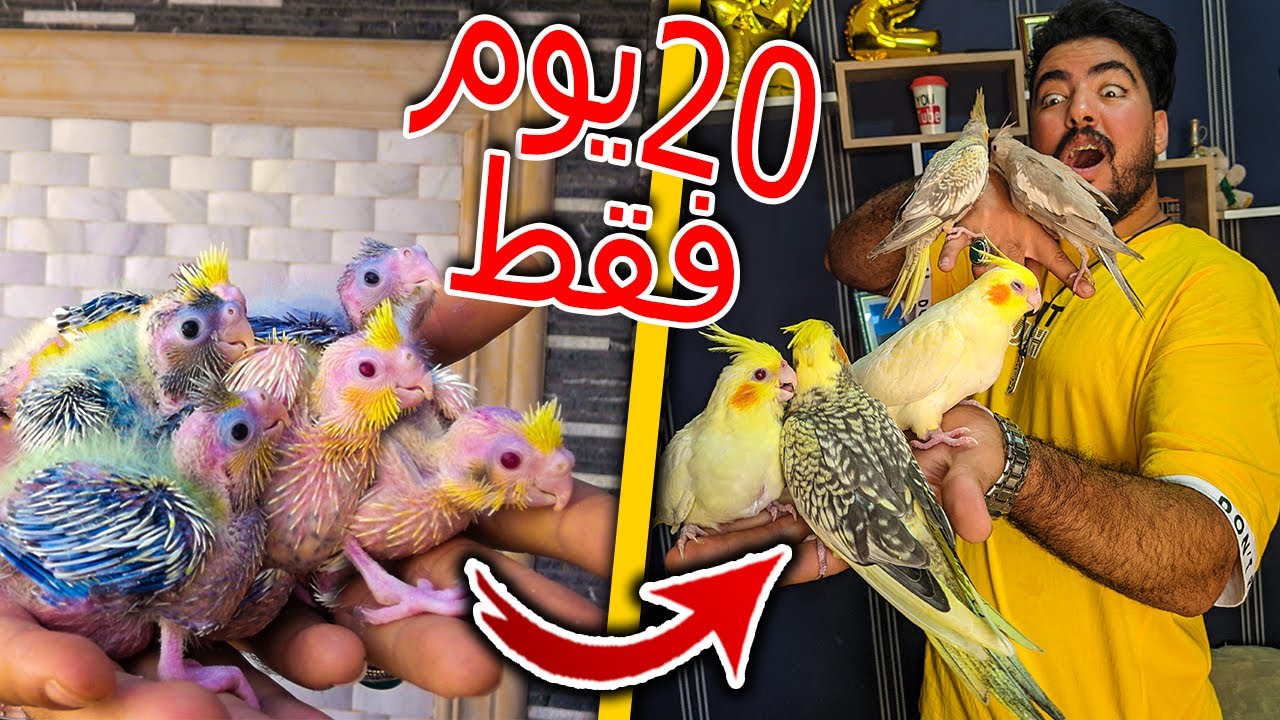 طيوري كبرو ف اقل من 20 يوم😱😍  | تصضمت 😱 | مراحل النمو 😍😍