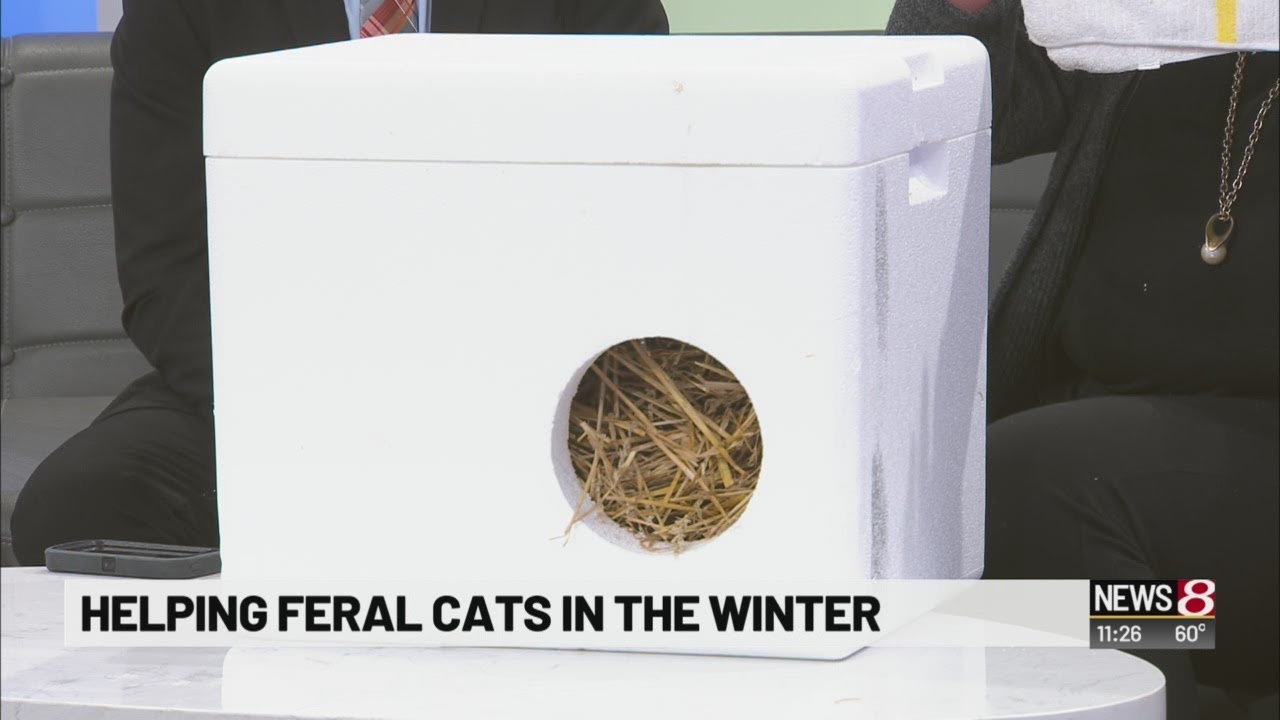 Pet Pals: Keeping feral cats warm in winter