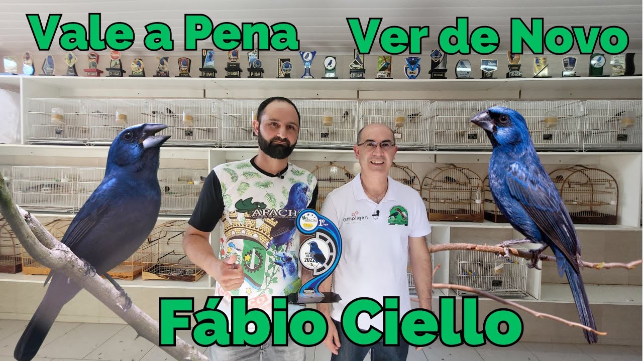 AZULÃO SENDO CRIADO EM AMBIENTE DOMÉSTICO!!!Cortes da Live.