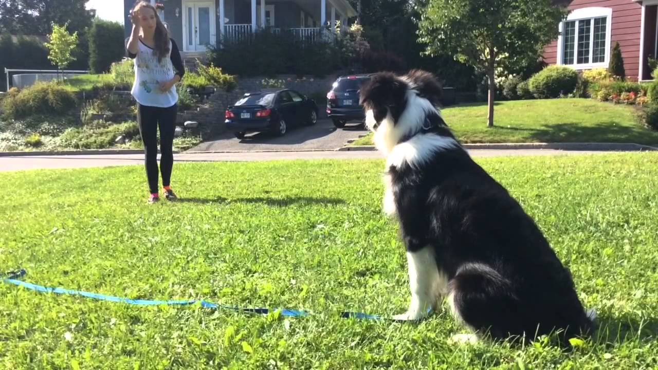 Sonic 5 mois Border Collie tricks