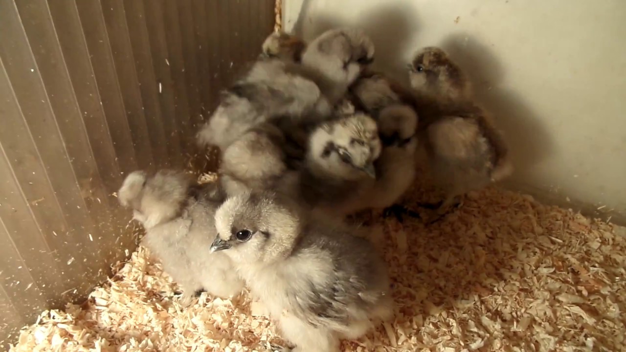 Blue Silkie chicks, about one week old