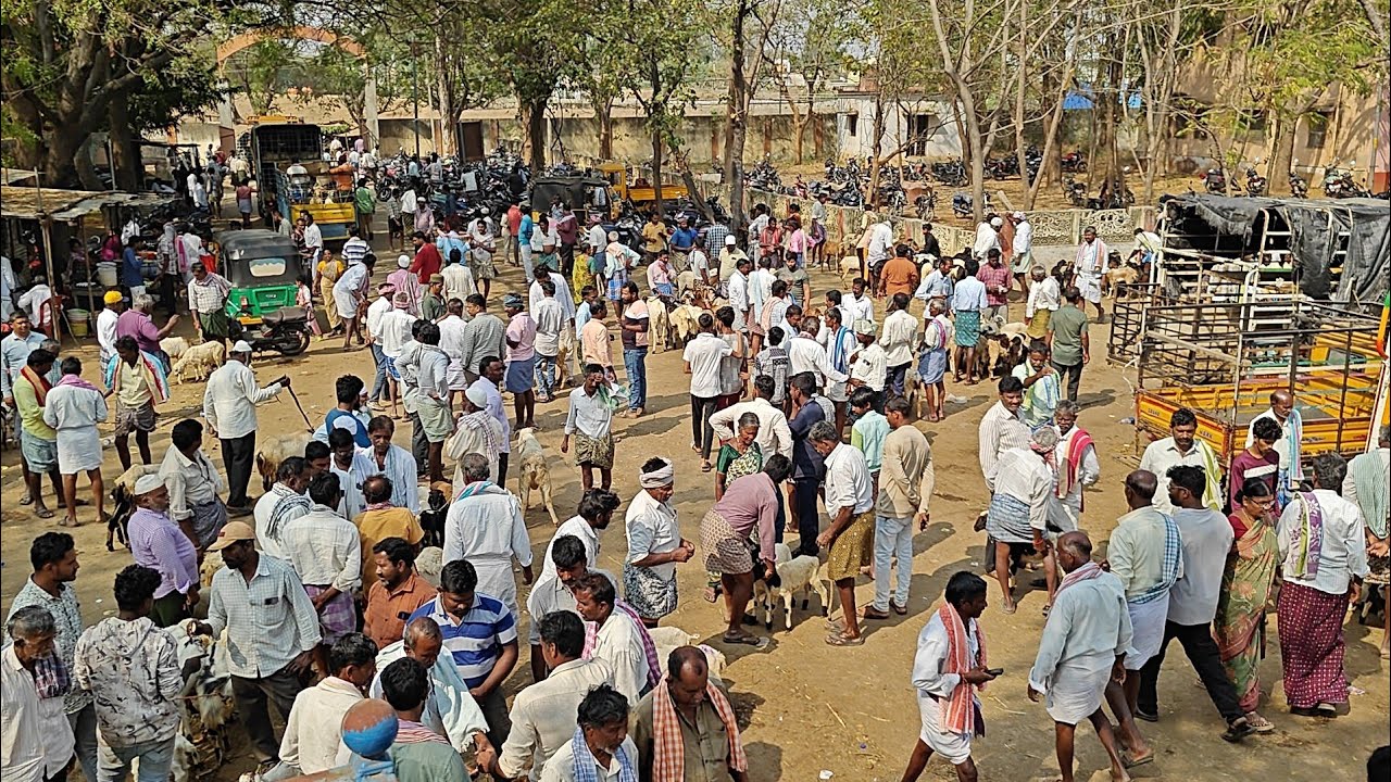 కదిరి మార్కెట్ యార్డ్ లో ప్రతి మంగళవారం గొర్రెల మేకల సంత (పార్ట్ 2) జరుగుతుంది 3.3.2026