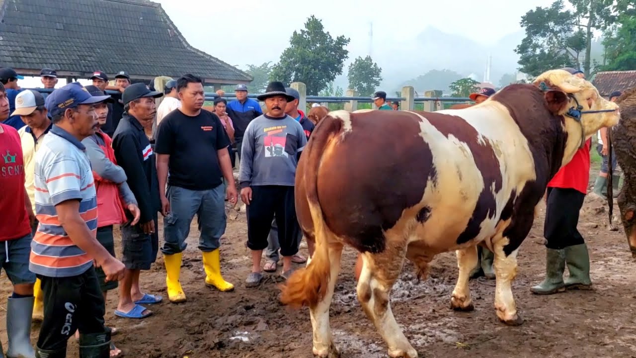 SIMENTAL MARLBORO MONSTER JADI REBUTAN JURAGAN Pasar Sapi Plaosan