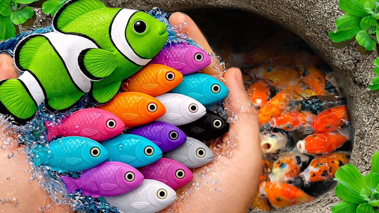 Catch beautiful aquarium fish in small pond baby turtles, eel, koi, pencil fish, nemo fish, spider 🐬