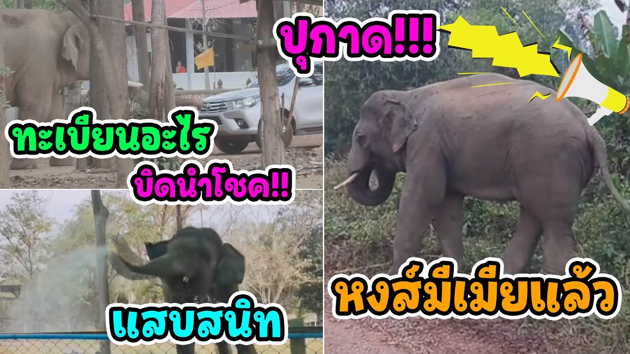 ประกาศให้โลกรู้ !!พลายหงส์ทองสละโสดแล้ว / พี่งาบิดให้โชค /คำน้อยแสบอะไรขนาดนี้