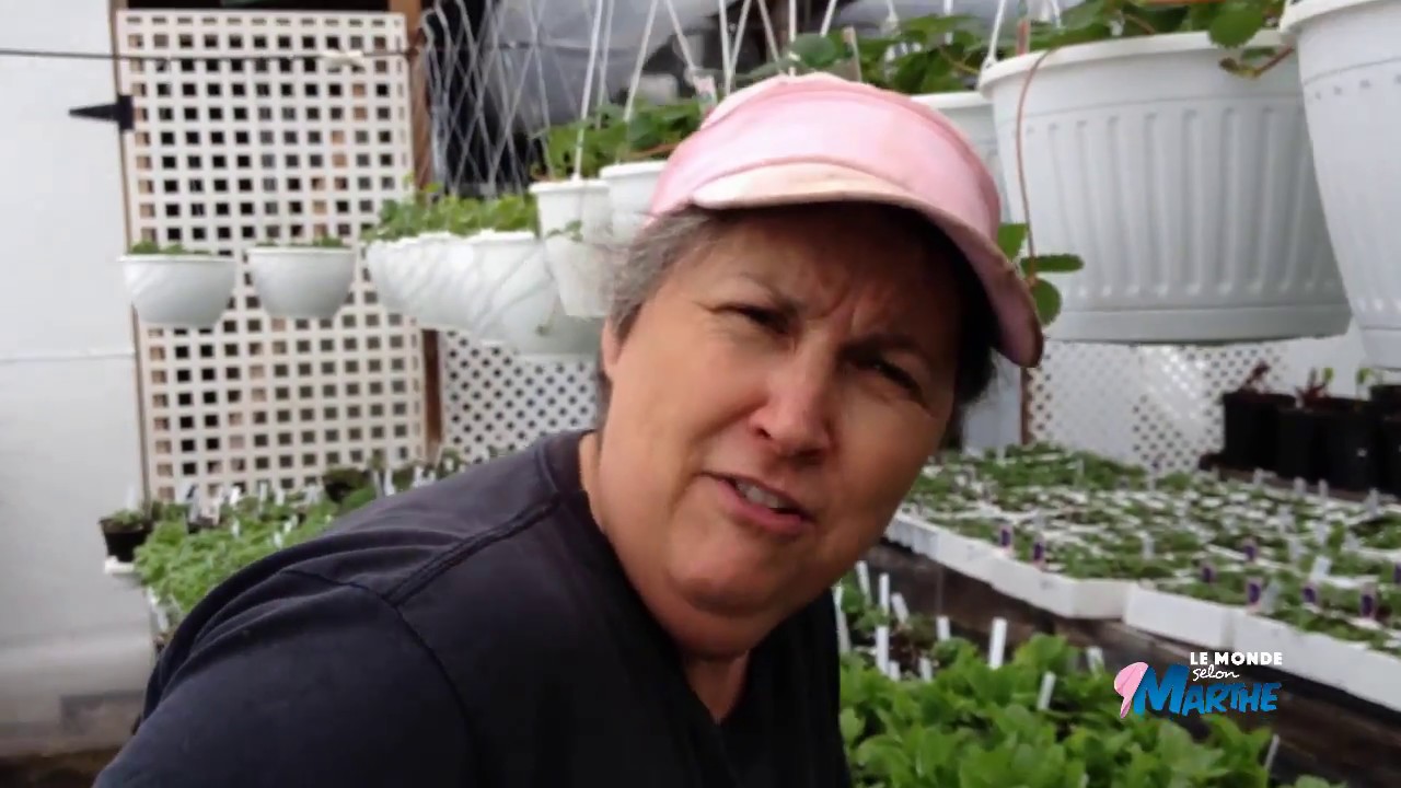 Comment avoir des fraises en quantit&eacute; - capsule hebdomadaire 4 2018 - Marthe Laverdi&egrave;re
