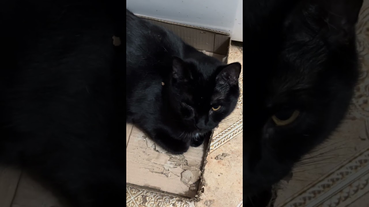 Молчаливое позирование #cat #видосыоткота #кот #котик #прикольныекоты #котики