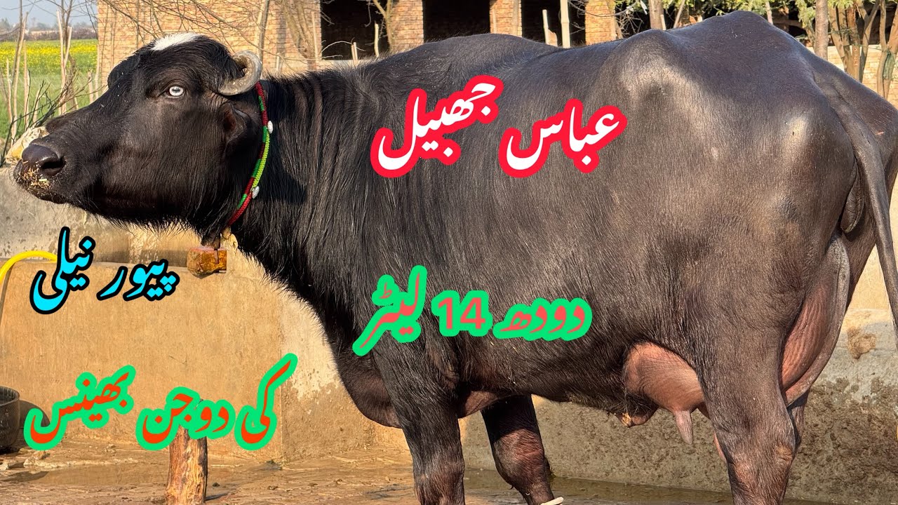 عباس جھبیل کی دوجن بھینس دودھ 14 لیٹر pure Nili high milking buffalo for sale in Punjab Pakistan 