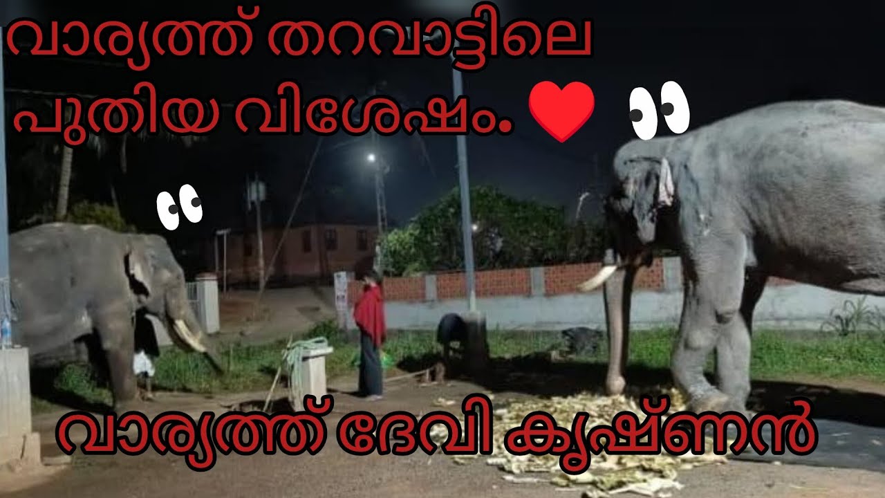 വാര്യത്ത് തറവാട്ടിലെ പുതിയ വിശേഷം. വാര്യത്ത് ദേവി കൃഷ്ണൻ 🥰#elephant #aana #new 