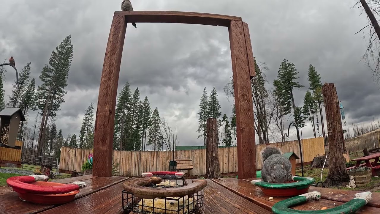 4K Feeder Cam - Sierra Nevada Foothills (Steller’s Jays, Squirrels Juncos, Woodpeckers)