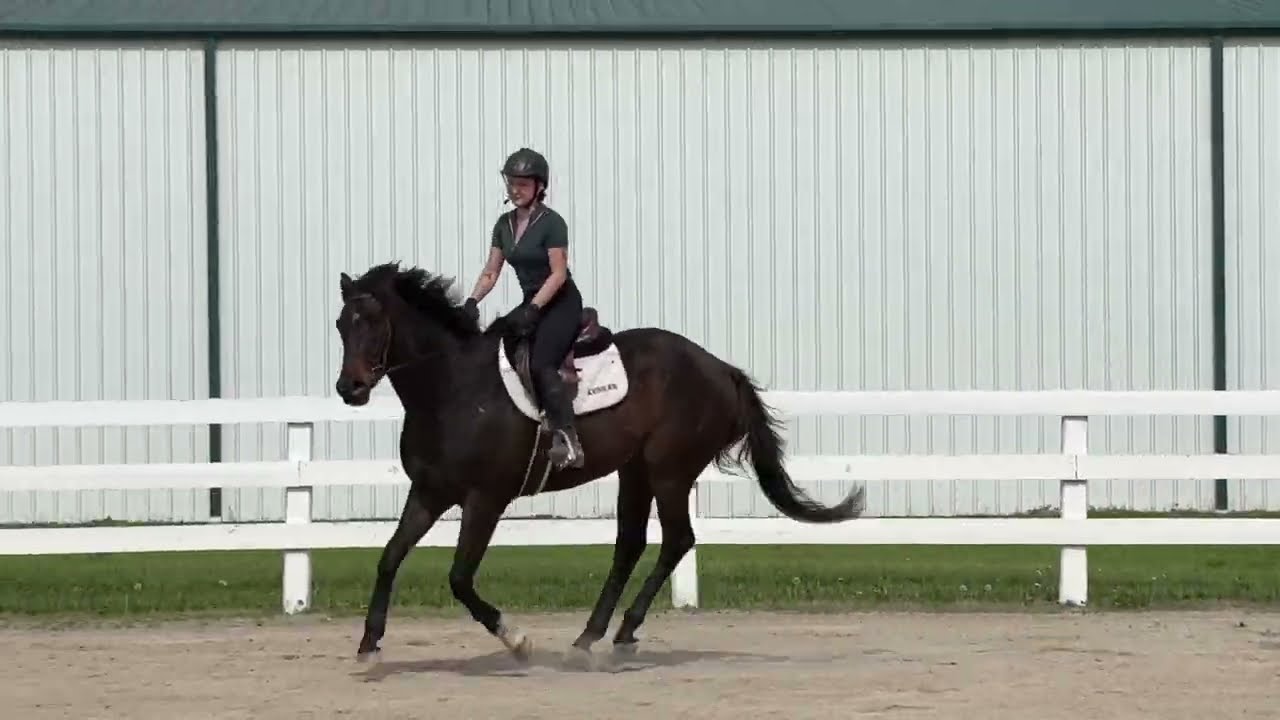 TWIRLER (w/t/c) - Adoptable Thoroughbred Gelding - New Vocations