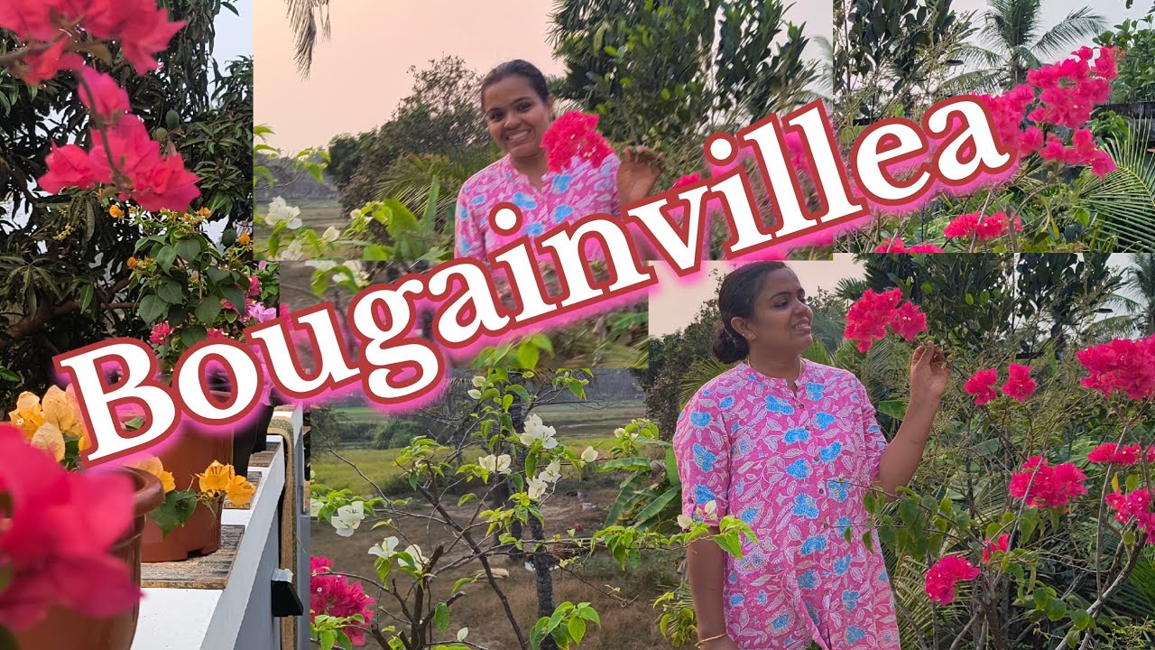 My Bouganvilla Collection #bougainvillea #flowergarden #floweringplant #gardening#planting
