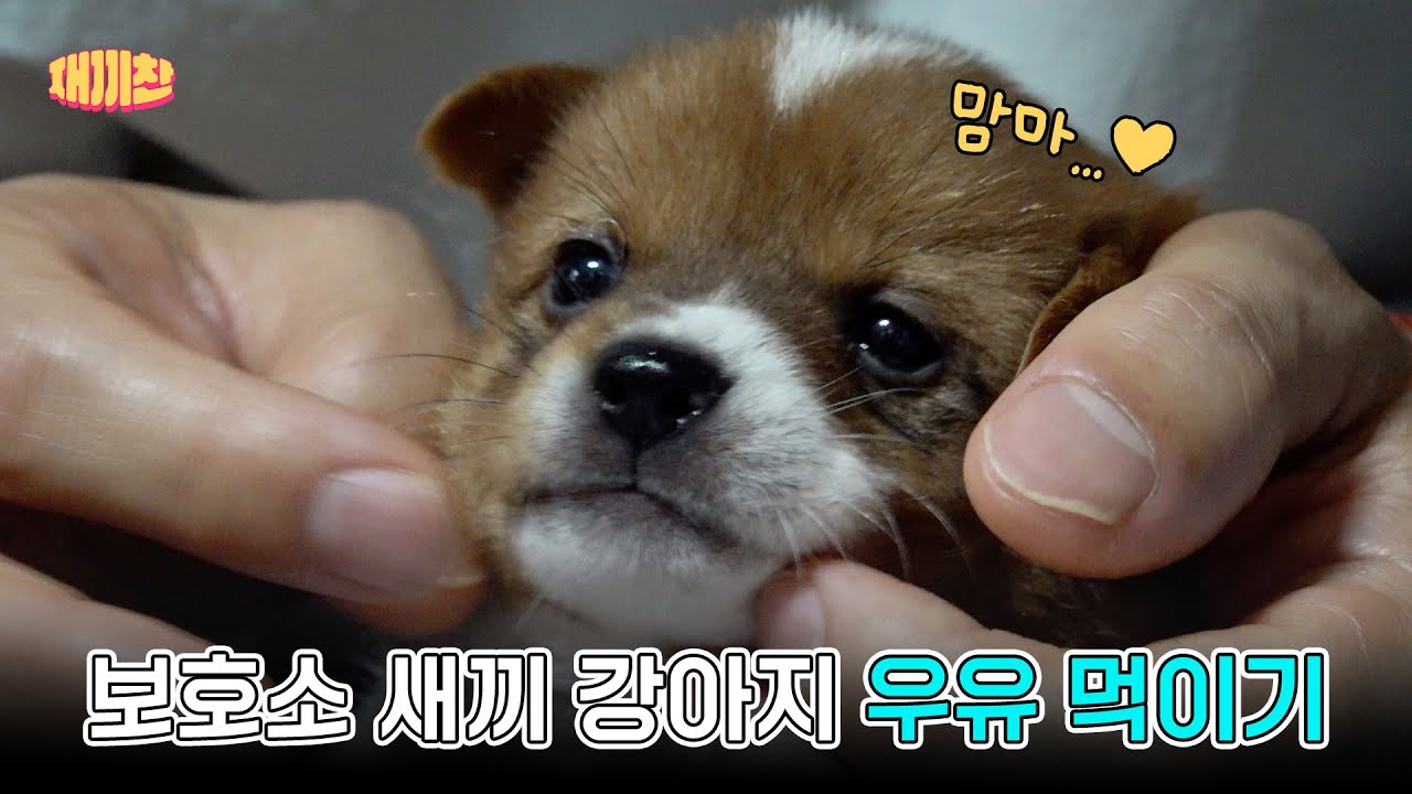 동물농장 아저씨 한재웅의 새끼 강아지 관상 보기🔮