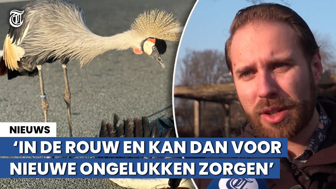 Bioloog verklaart gedrag: ‘Kraanvogel in de rouw’