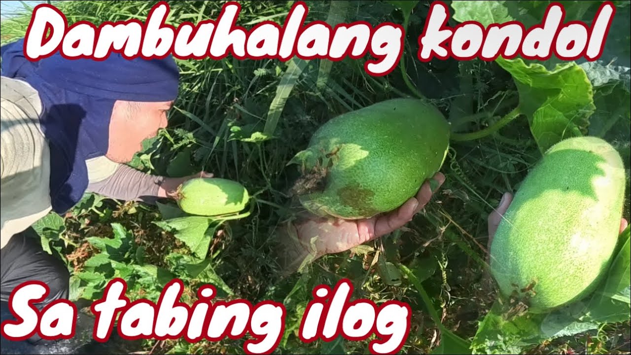 Ligaw na kondol sa gilid ng ilog ang bilis lumaki!