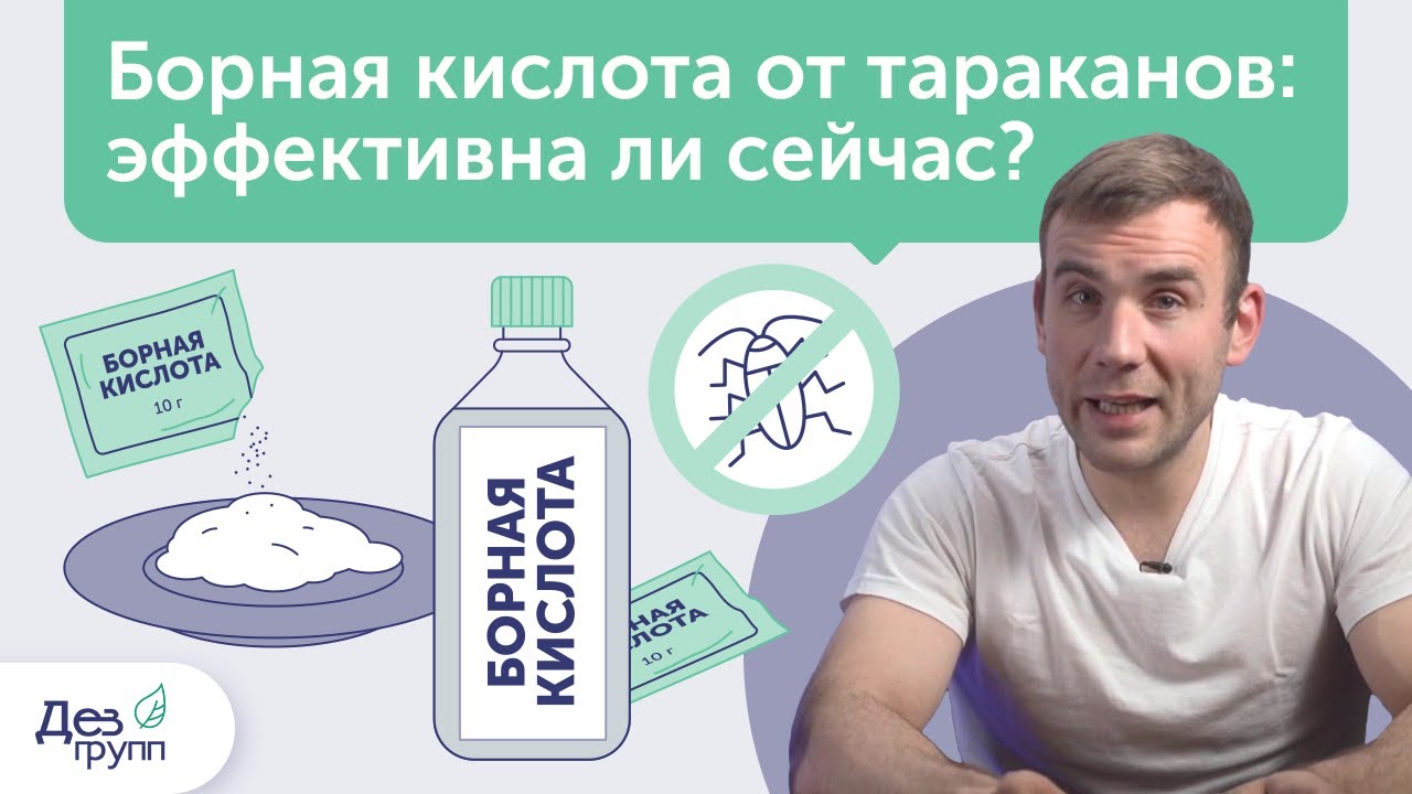 Борная кислота от тараканов: помогает ли? Эффективное средство для травли и уничтожения