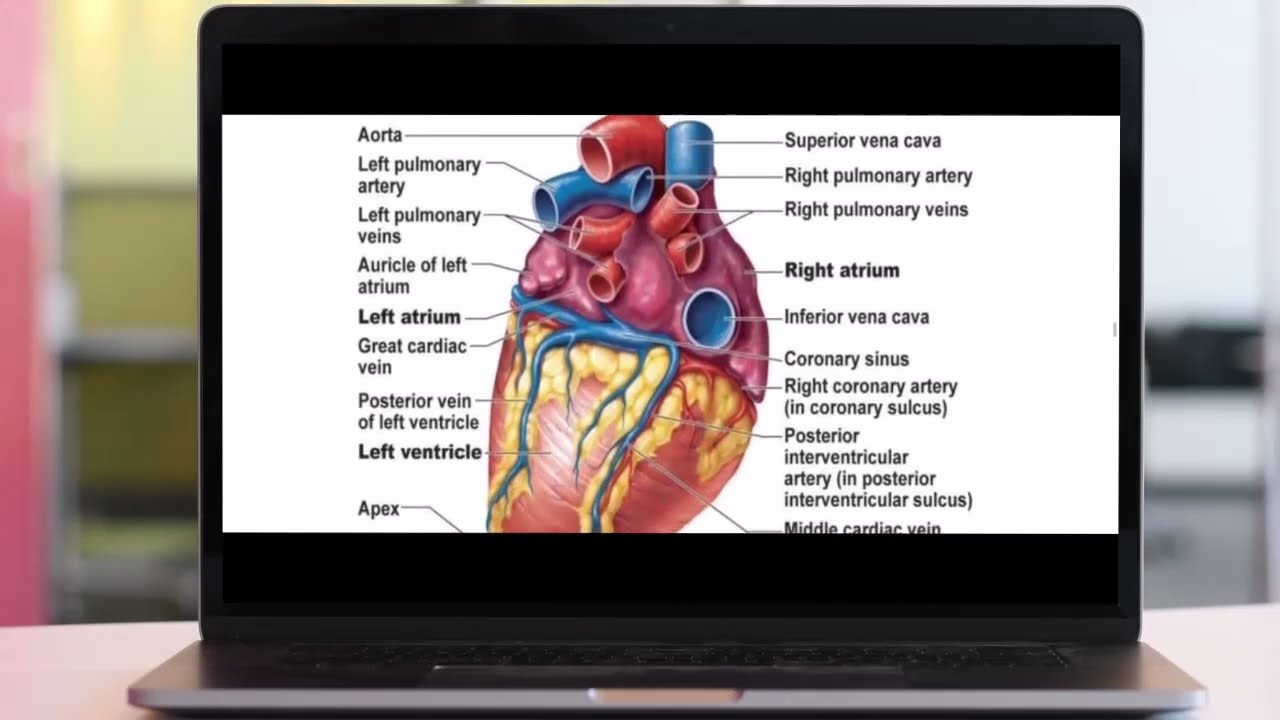 chapter 7 | Cardiovascular system