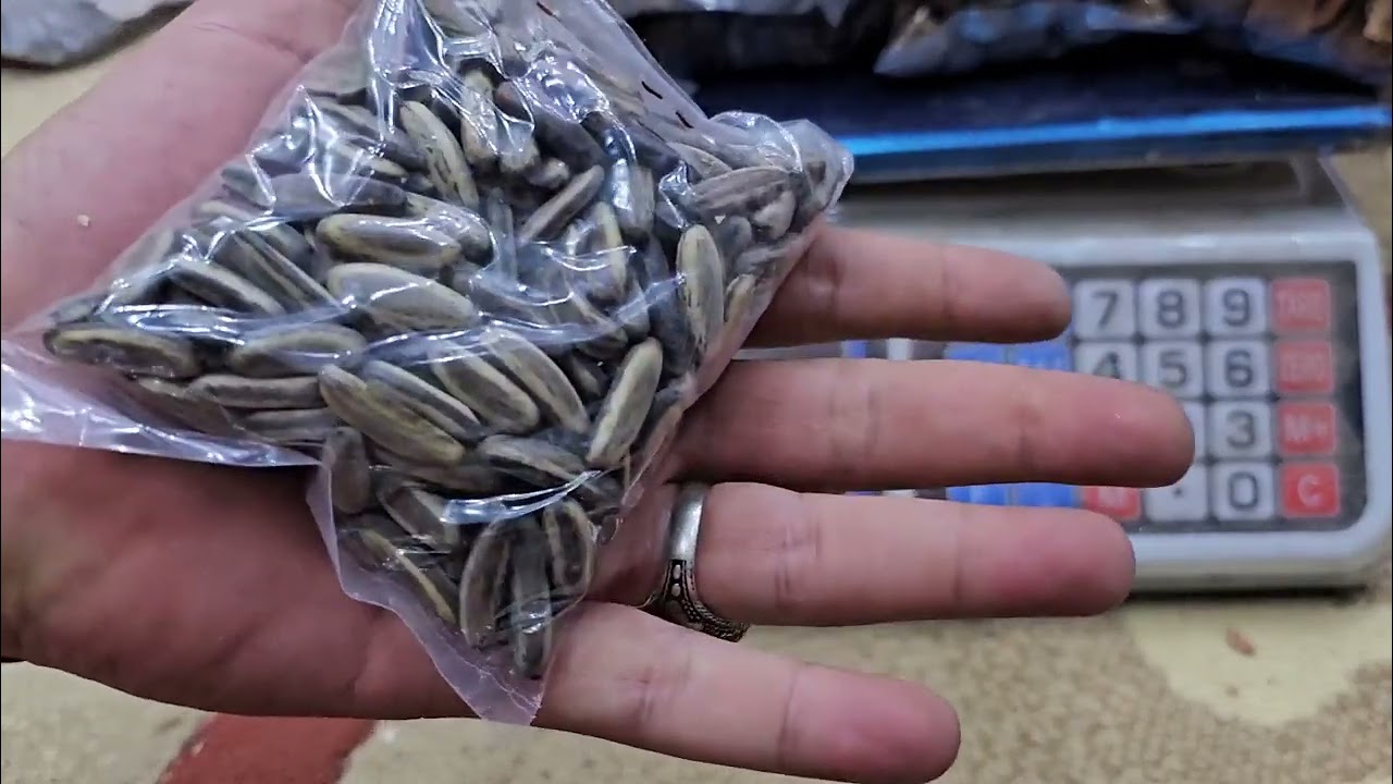 كل الأشجار الخشبية اللي انت عاوزها بأقل سعر في مصر!