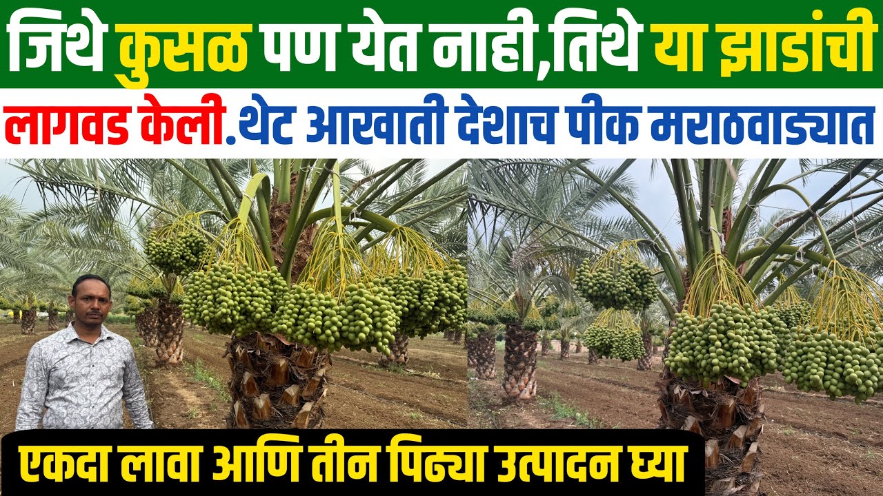 तीन एकर कोरडवाहू क्षेत्र,१६५ झाडाची लागवड | modern farming| khajur sheti in maharashtra |