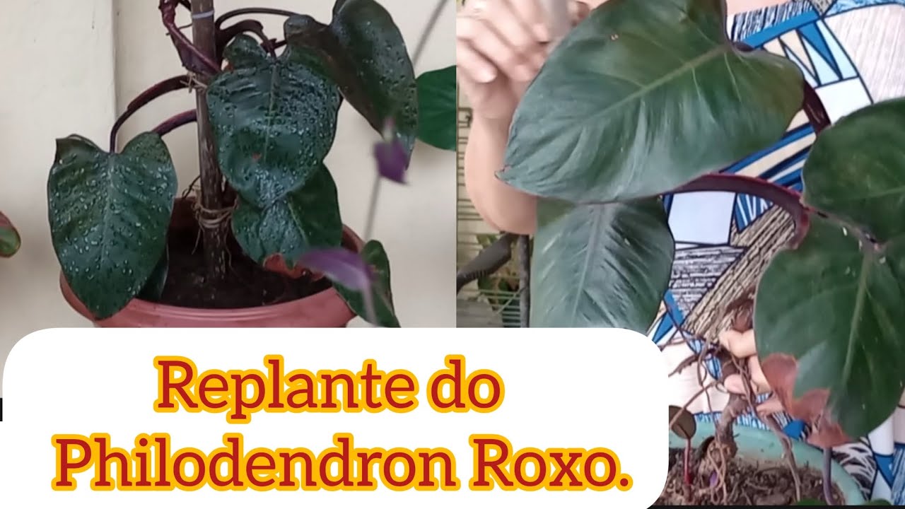 COMO CUIDAR DO PHILODENDRON ROXO. #planta #folhagens #natureza #jardim.