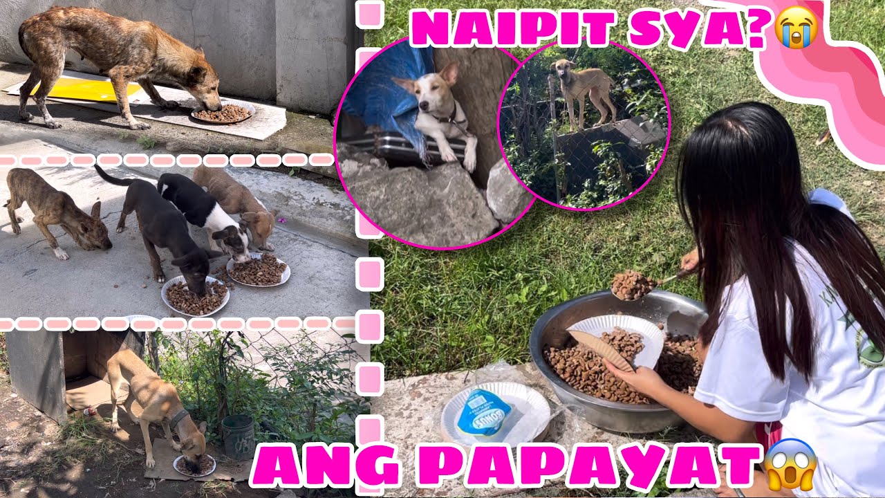 Let’s Feed Stray Dogs! | KAWAWA SILA | Husky PacK TV