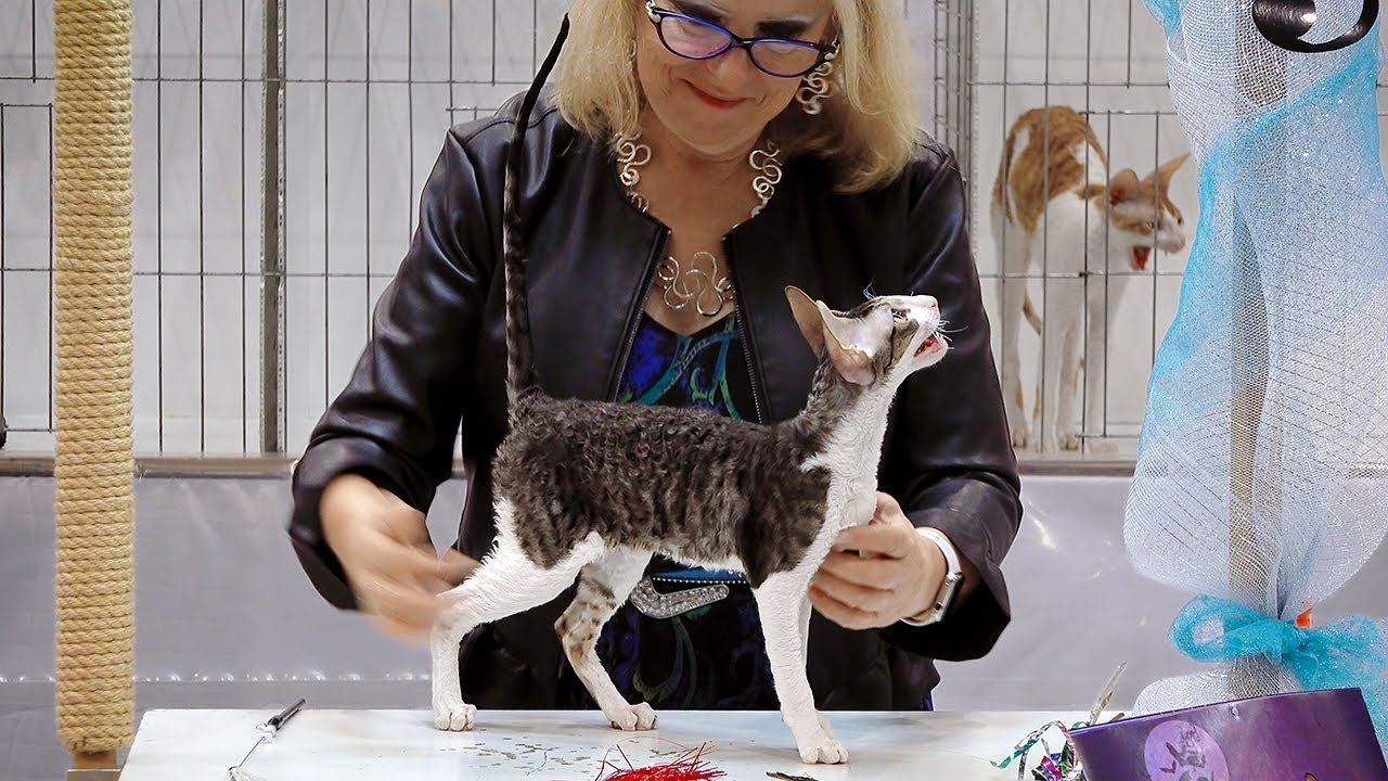 CFA International Show 2018 - Cornish Rex kitten class judging - Set 2