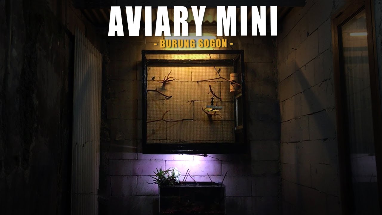 BIKIN AVIARY MINI UNTUK BURUNG SOGON