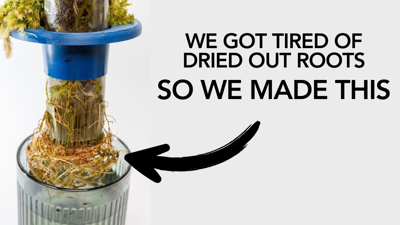 We Got Tired of Dried Out Roots, So We Made This