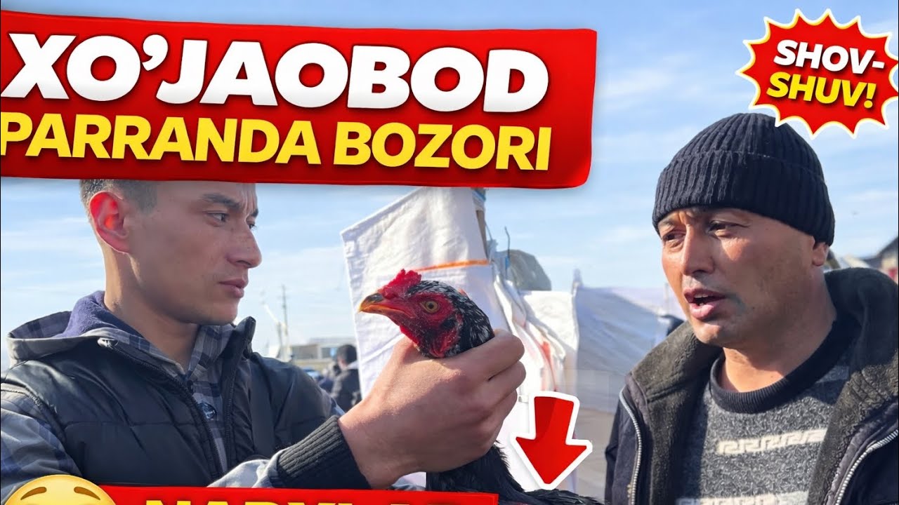 🔥 Shok holat! Xo’jaobod tovuq bozorida parranda narxlari arzonlab ketdi | Xo’jaobod chorva parranda