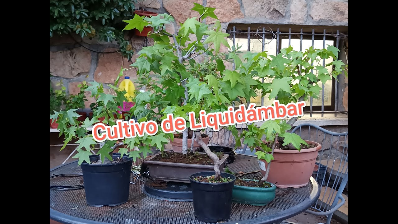 Todo sobre el cultivo del Liquidámbar 1ºParte