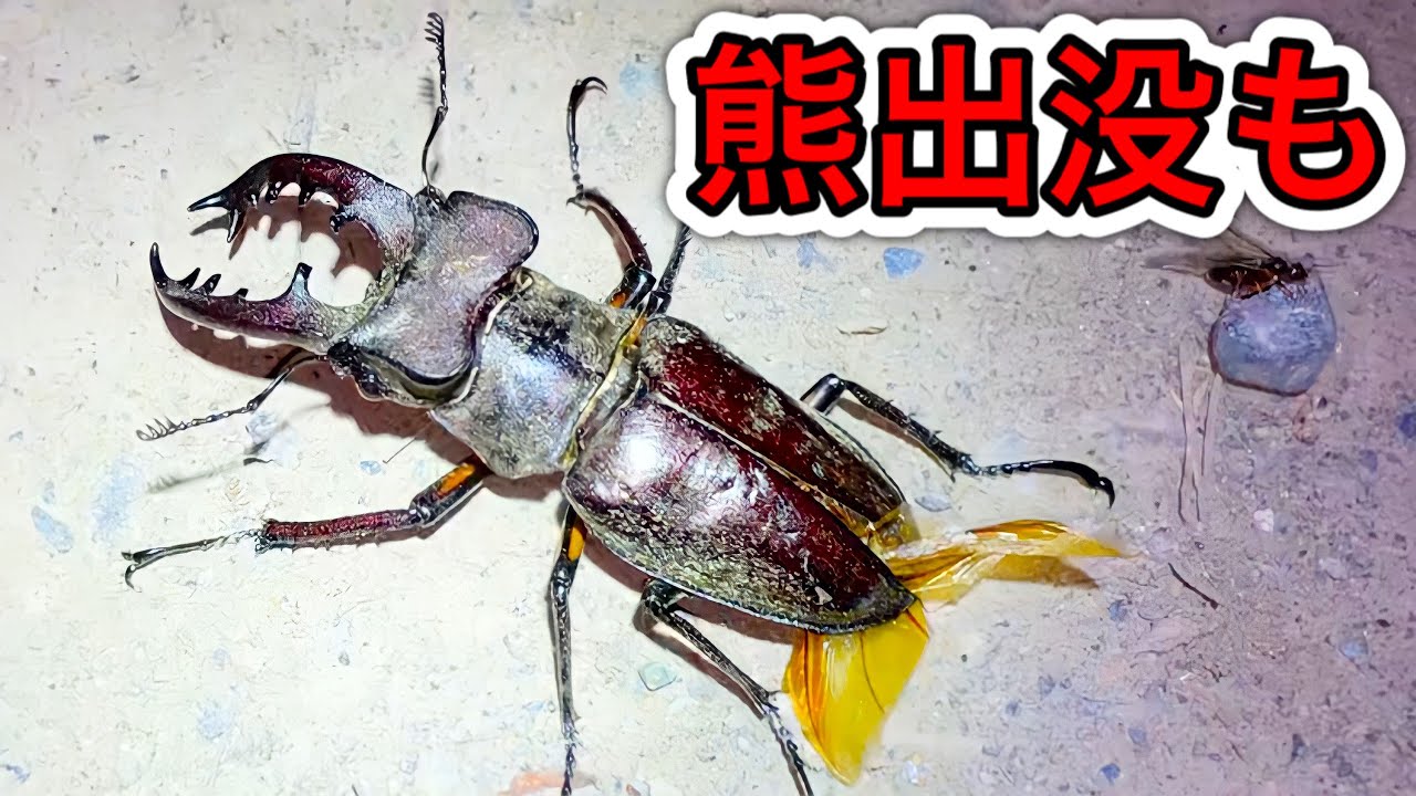 [クワガタ採集]特大ミヤマクワガタ採れて浮かれたらヒグマに遭遇しました。