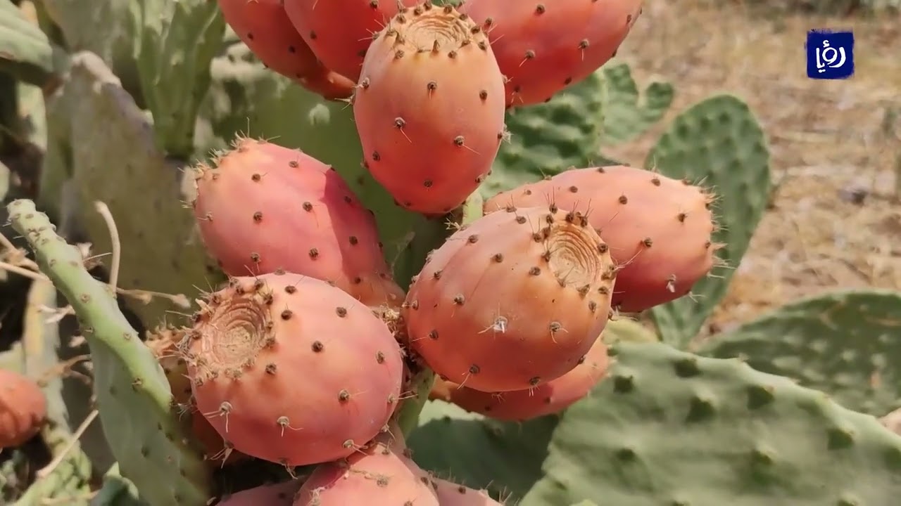 مركز المشقر للبحوث الزراعية ينشر أصنافا محسنة من نبات الصبار
