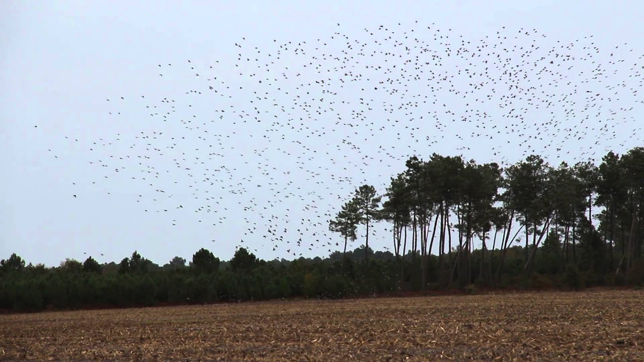 Palombes dans la Haute Lande