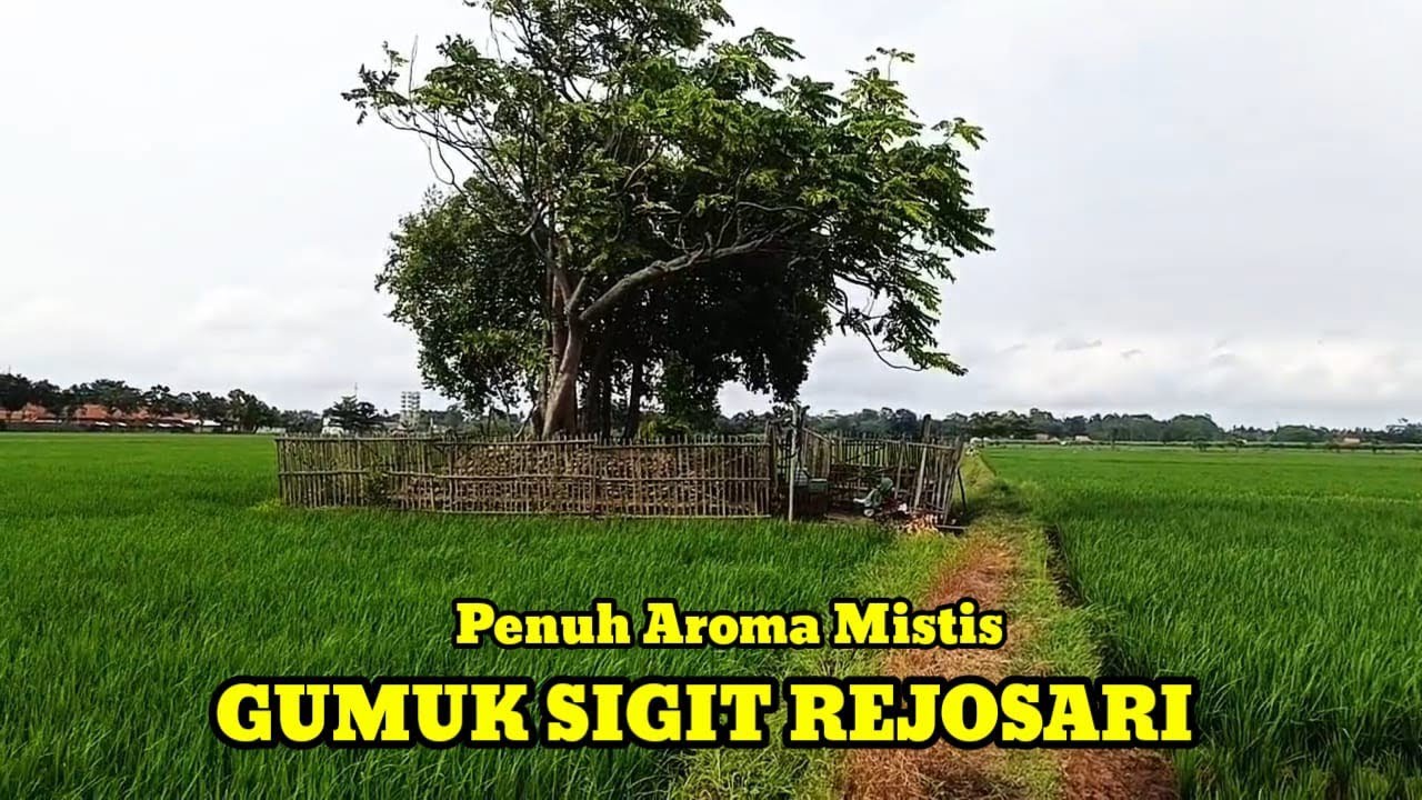 Gumuk Sigit Gundukan Tanah Beraroma Mistis di Tengah Sawah Rejosari Bojong