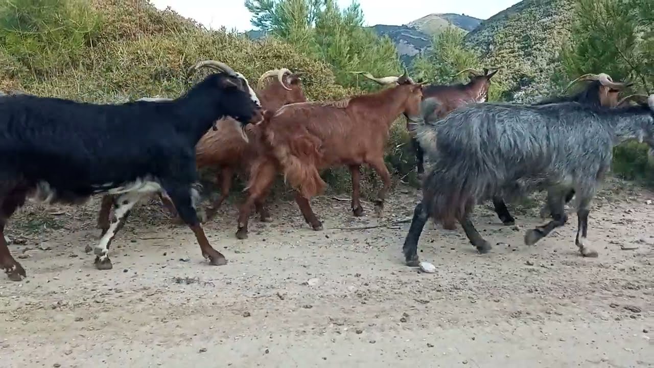κοπάδι γίδια 240