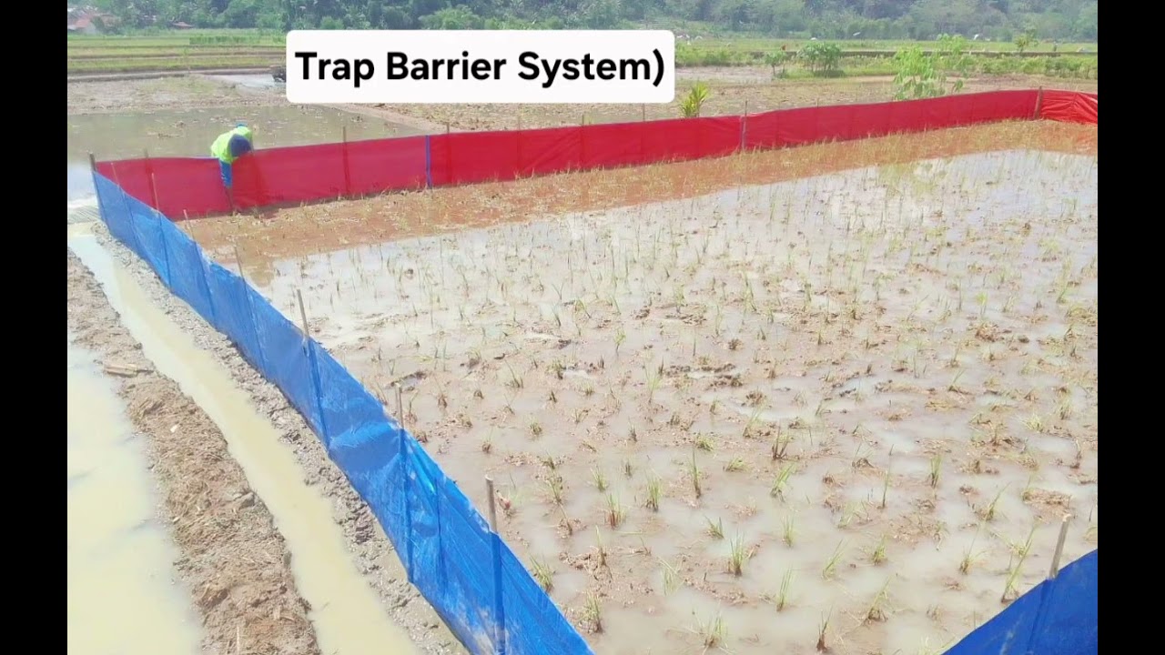 Pengendalian Hama Tikus dengan TBS ( Trap Barrier System) 