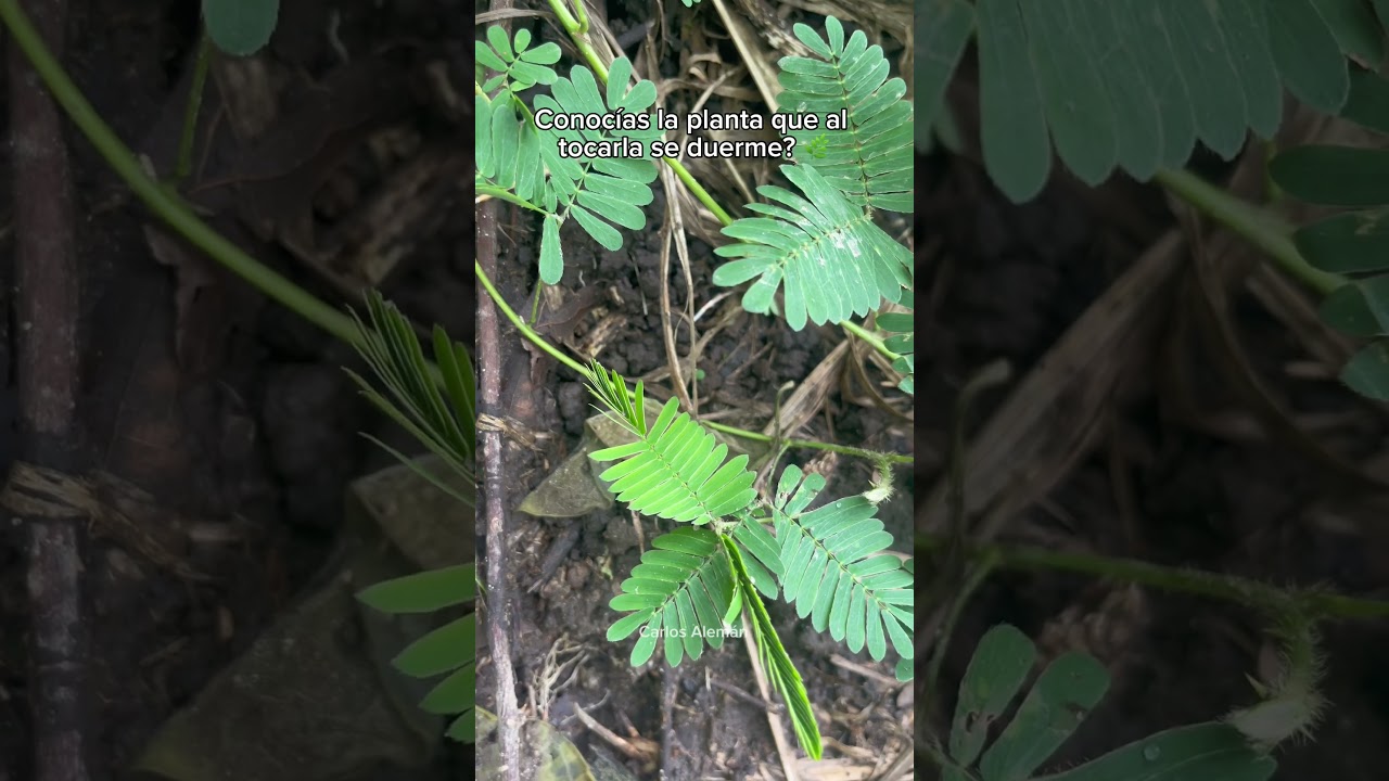 Dormilonas 🌱