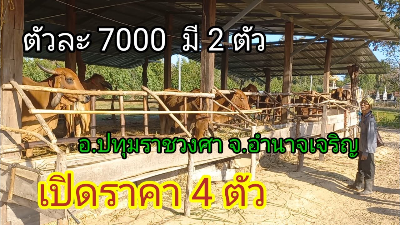 เปิดราคาวัวหน้าคอก ถูกๆ (25ม.ค.69)บ.นาหว้า อ.ปทุมราชวงศา จ.อำนาจเจริญ